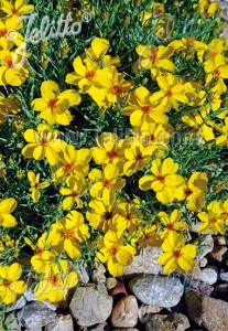 gza010 zinnia trvalkova